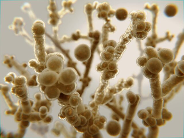 Hospital Candida